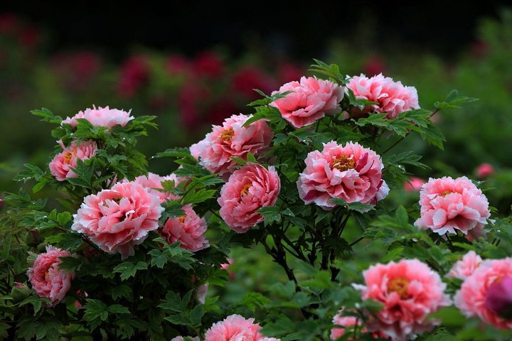 Peony Garden