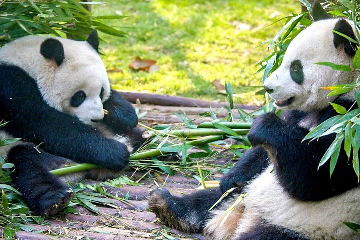 11-Day China Tour of Small Group to Beijing, Xian, Chengdu, Shanghai - Photo 1 of 14