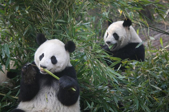 Giant pandas
