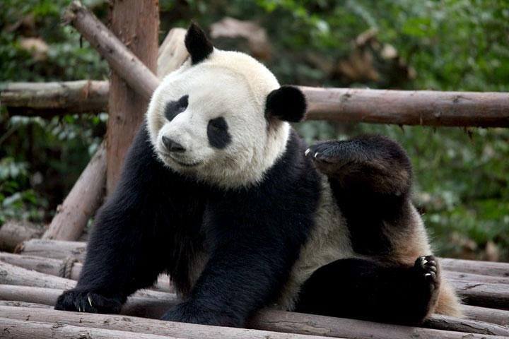China Pandas 