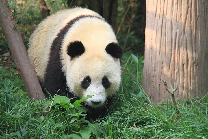 1-Day Chengdu Layover Tour: Panda Base, city central with Round Airport Transfer - Photo 1 of 8