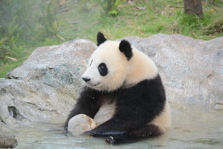 4 Full Days Private Tour to All Highlights in Chengdu & Vicinity - Photo 1 of 18