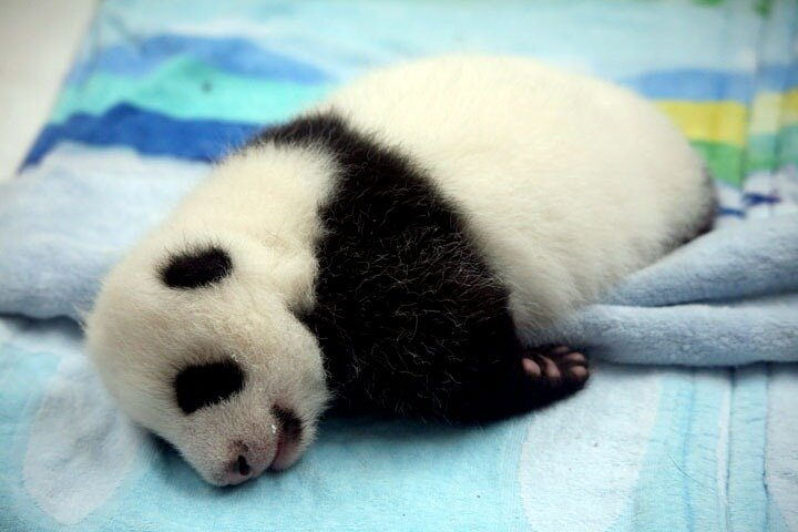 2-Day Private Chengdu Panda Tour - Photo 1 of 8