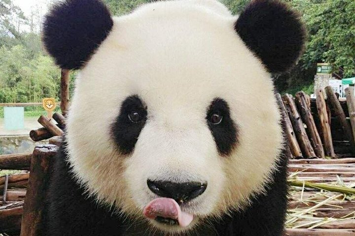 3-Day Yabuli Ski Resort and Panda House Private Trip from Harbin with Accommodation - Photo 1 of 6