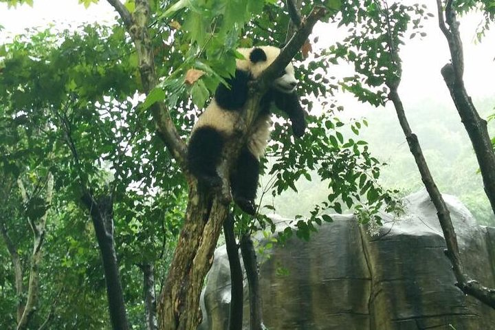 Giant Panda