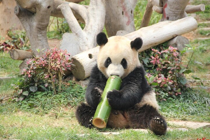 5 Day Natural Panda Paradise Tour in Chengdu - Photo 1 of 20