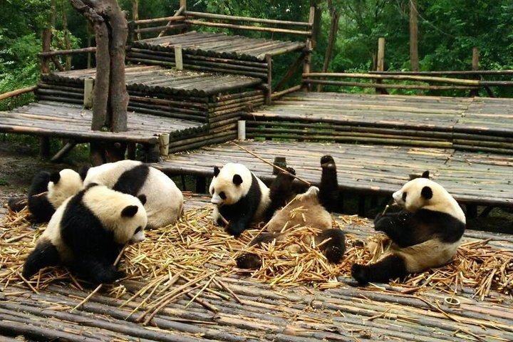 Chengdu Giant Panda Breeding Center