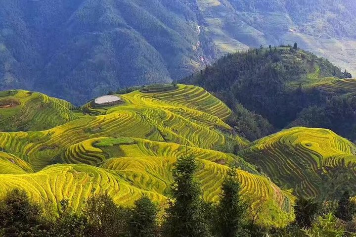 Rice terraces fields 