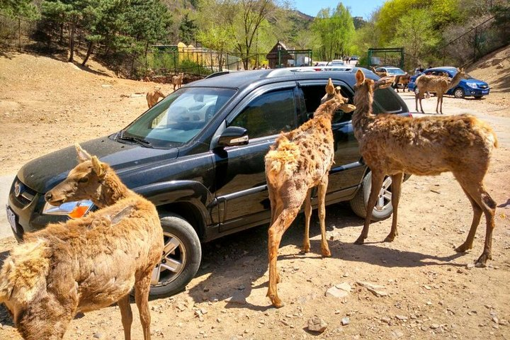 Badaling Wildlife Park
