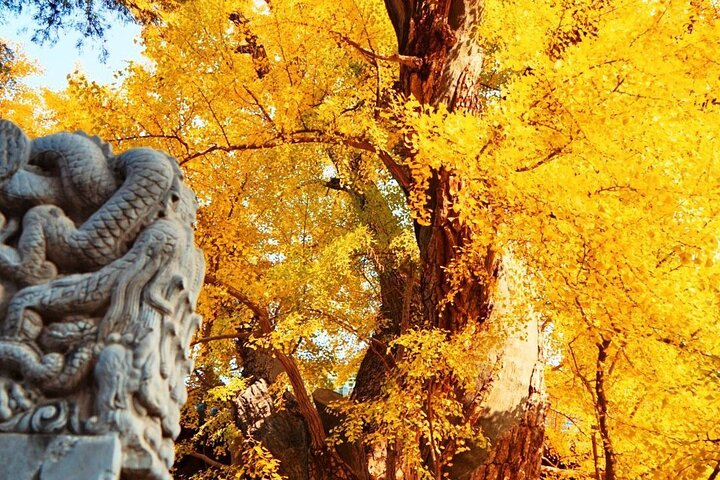 Beijing Private Day Tour to Tanzhe Temple & Marco Polo Bridge - Photo 1 of 6