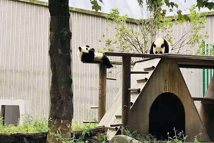 Chengdu Research Base of Giant Panda
