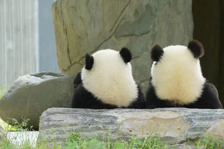 Chengdu Giant Panda Breeding Research Base Tickets - Photo 1 of 10
