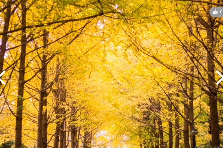 Chengdu Half-Day Cultural Leisure Tour w Personal Photo Shoot - Photo 1 of 9