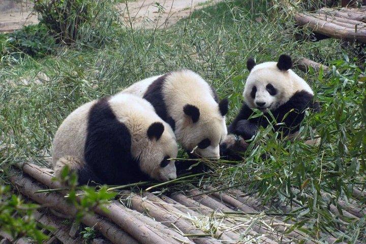 Chengdu Research Base of Giant Panda