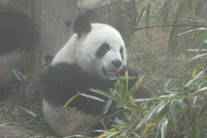The Panda