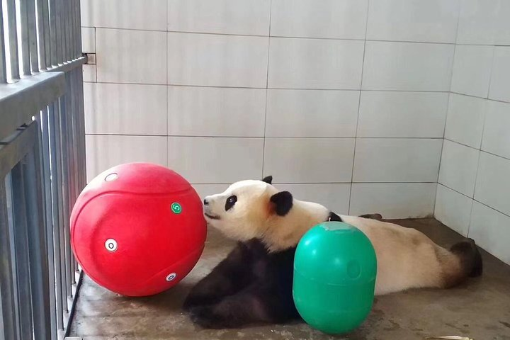 chengdu panda renming 