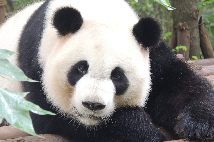 Chengdu Panda Base Day Trip from Beijing by Air plus Martial Marquis Temple - Photo 1 of 9