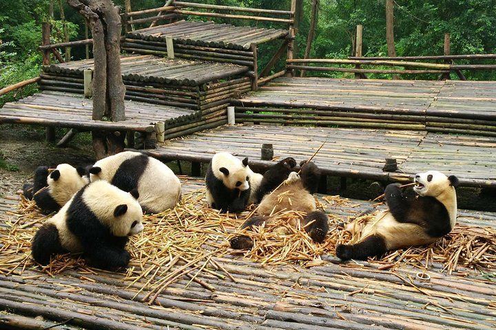 Chengdu Panda Tour
