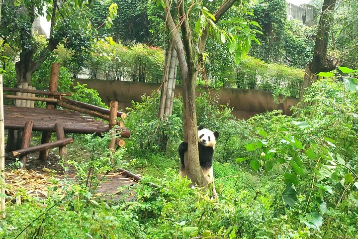 Giant Panda