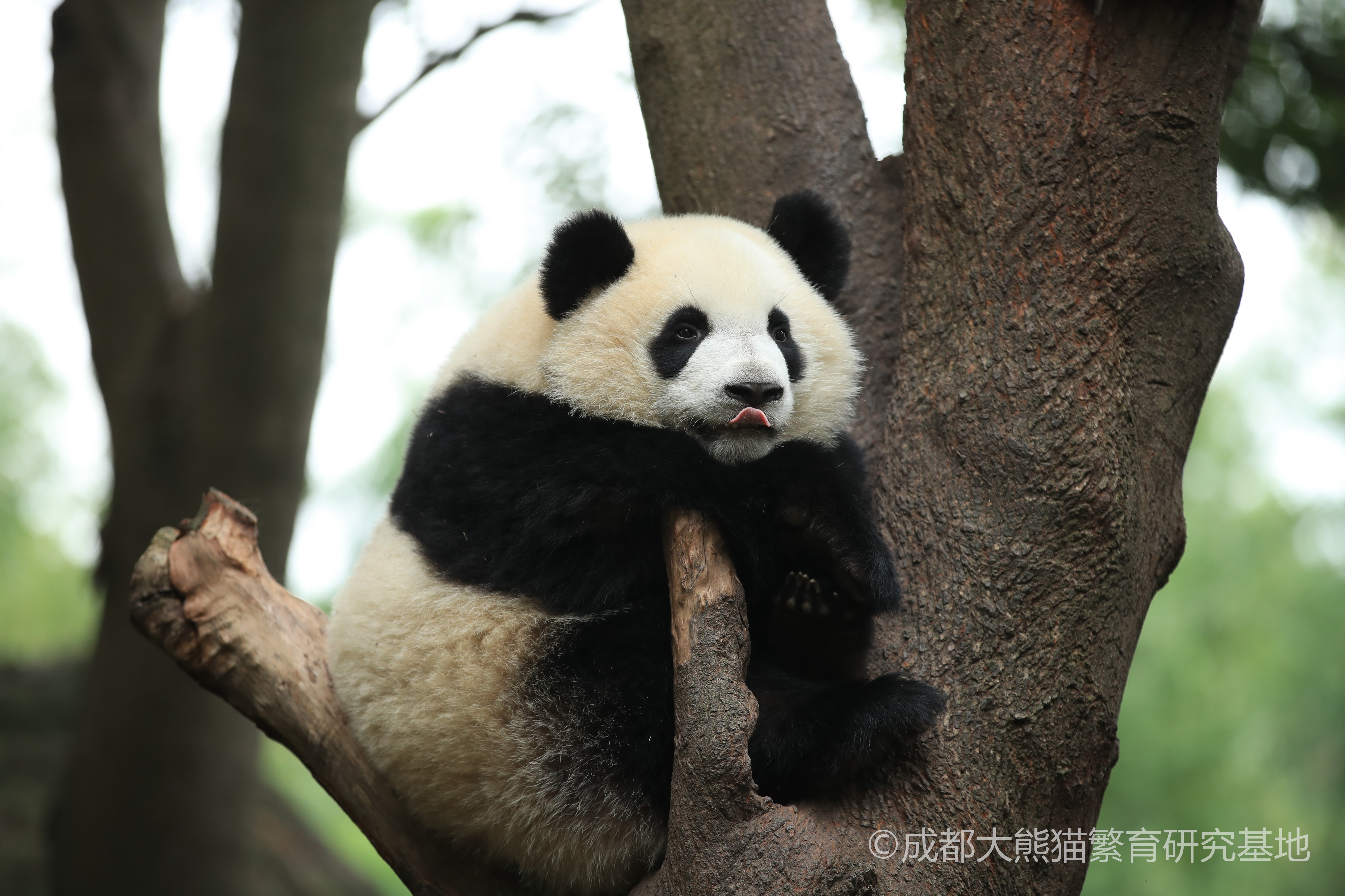 Chengdu Research Base of Giant Panda Breeding: Ticket & Visitor Guide - Photo 1 of 9
