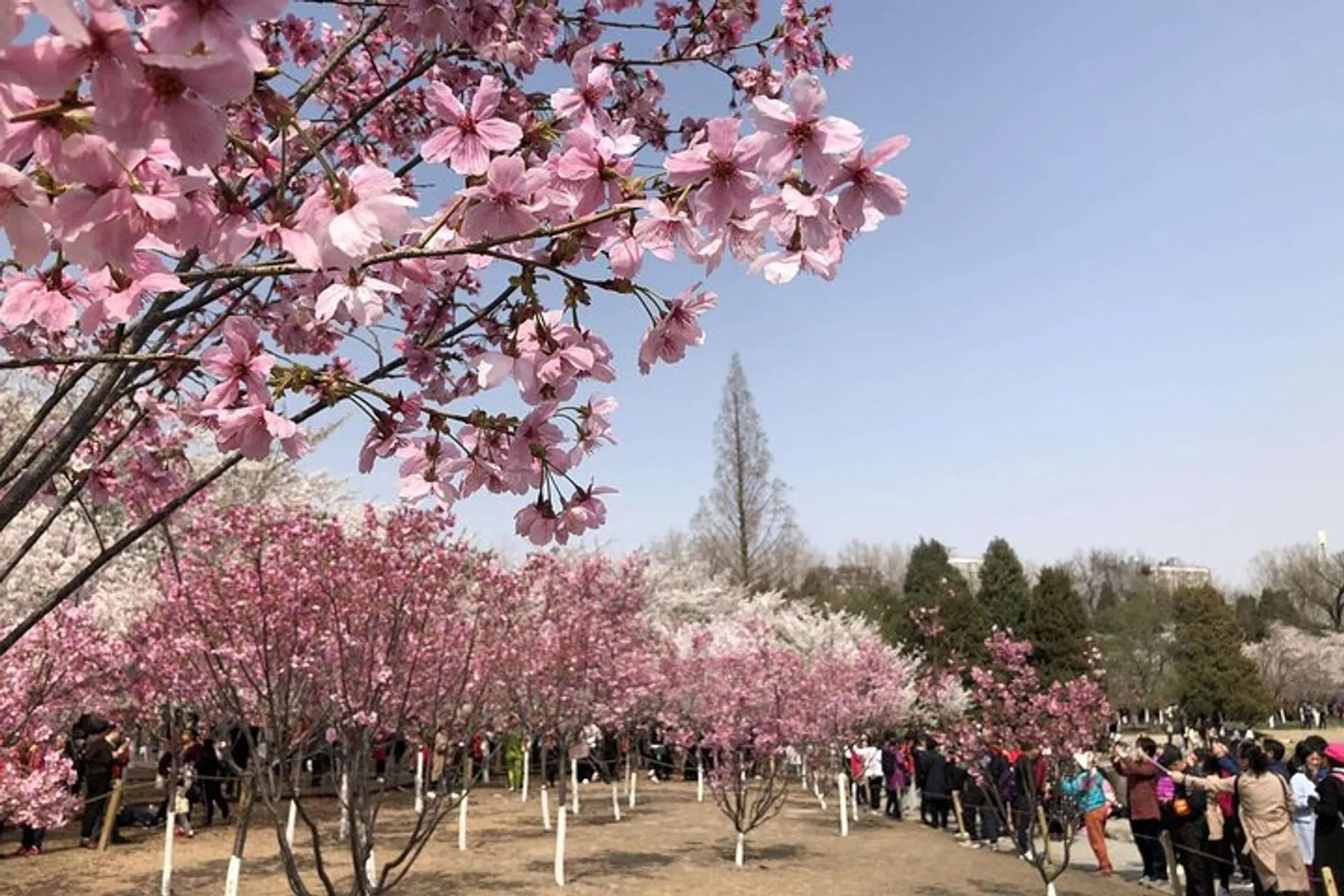 Cherry Blossoms trip in Yuyuantan Park in Beijing | Pelago