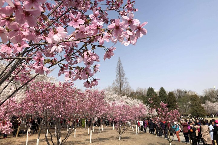 Cherry Blossoms trip in Yuyuantan Park - Photo 1 of 3