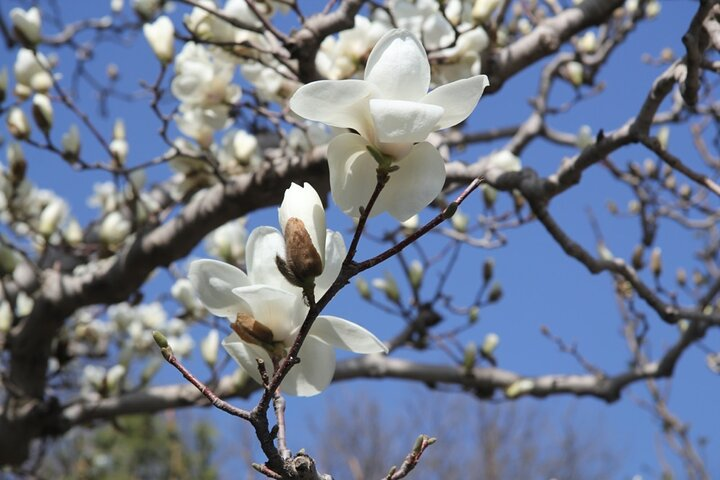 Cherry & Magnolia Blossoms Viewing Tour (Summer Palace & Yuyuantan) - Photo 1 of 8