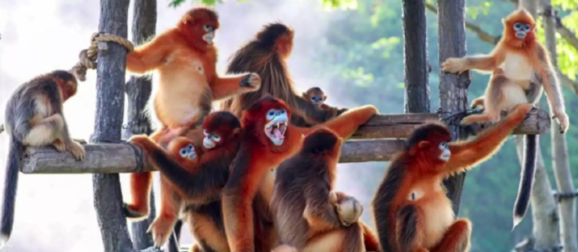 China Shanghai Wild Animal Park Tickets - Photo 1 of 9