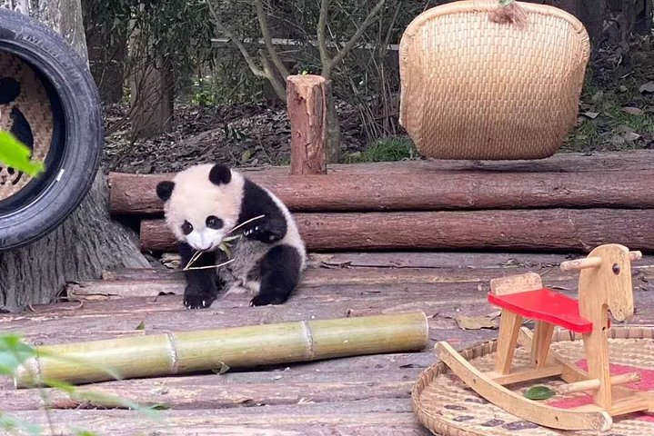 Dujiangyan Panda Center and Dujiangyan Irrigation System One Day Tour - Photo 1 of 6