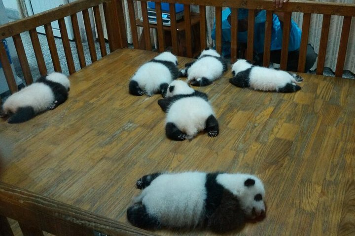 Everything Panda Private Day Tour in Chengdu - Photo 1 of 9