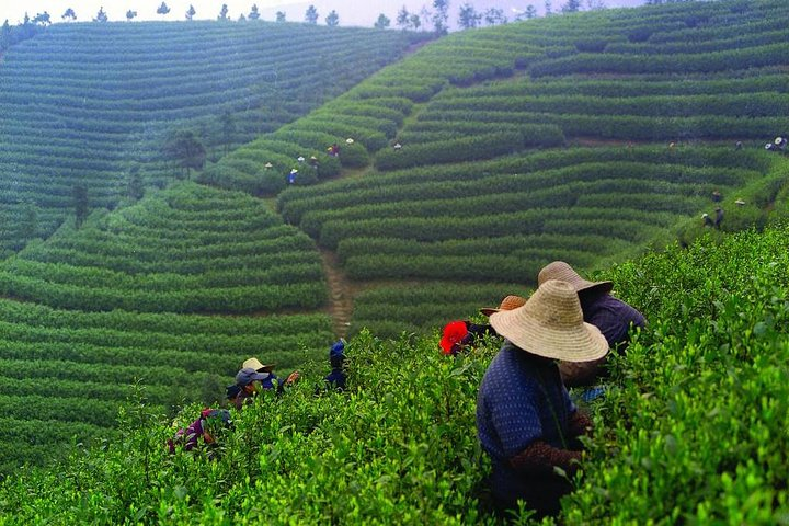 Experience Chengdu: Private Tea-Making Day Tour of Mengdingshan Tea Plantation - Photo 1 of 10