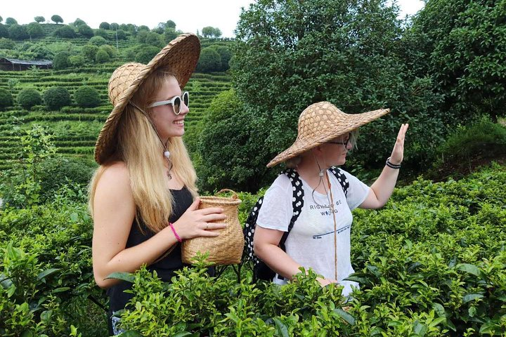 Tea Plantation Yangshuo