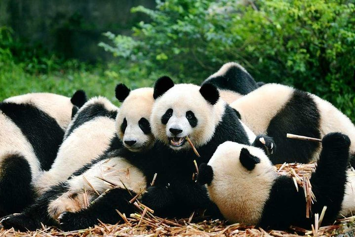 Flexible Private Chengdu Layover Tour - Photo 1 of 13
