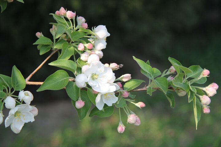 Flower day-trip in Beijing Olympic Forest Park - Photo 1 of 11