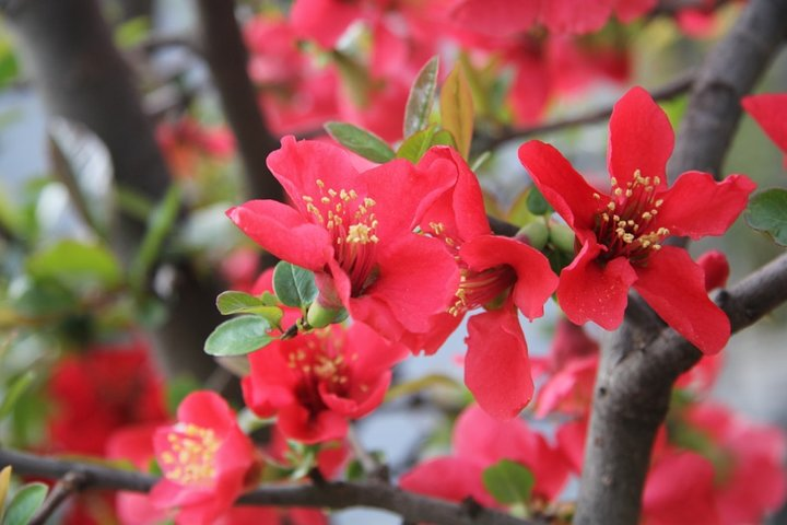 Flower day-trip in Beijing Olympic Forest Park - Photo 1 of 11