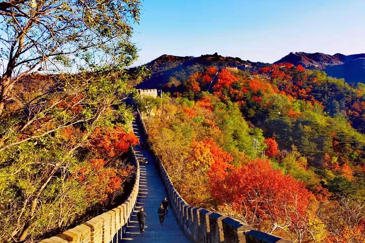 Experience the splendid views of the Great Wall surrounded by autumn colors. A private car journey enhances the adventure making it an unforgettable day trip from Beijing.