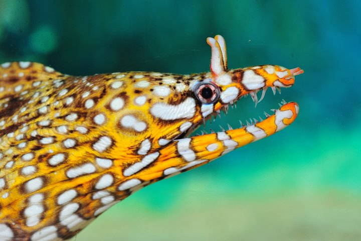 Shanghai Ocean Aquarium