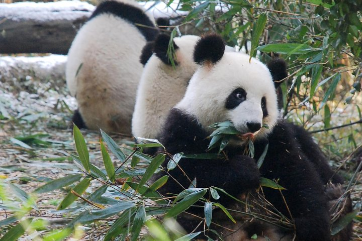 giant panda
