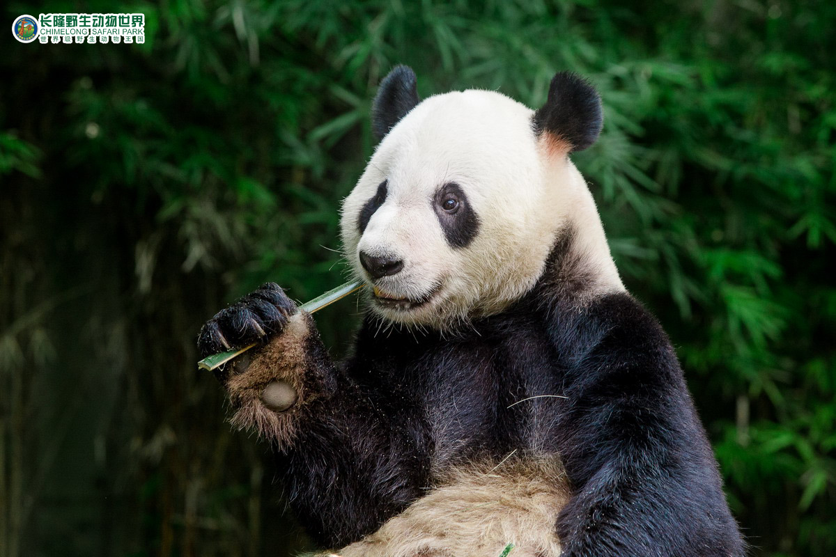 Guangzhou Chimelong Wildlife World Entry Ticket - Photo 1 of 4