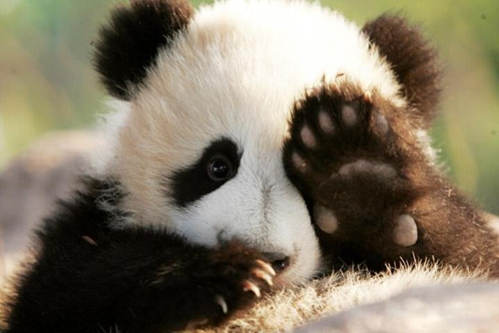 Half Day Chengdu Private Panda Tour - Photo 1 of 7