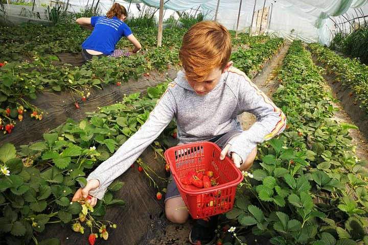 Seasonal Fruit Picking