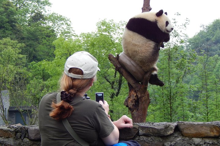 Mini Group: Half-Day Chengdu Pandas Guided Tour - Photo 1 of 6