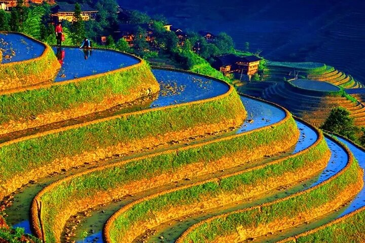 The beautiful and spectacular rice terraces