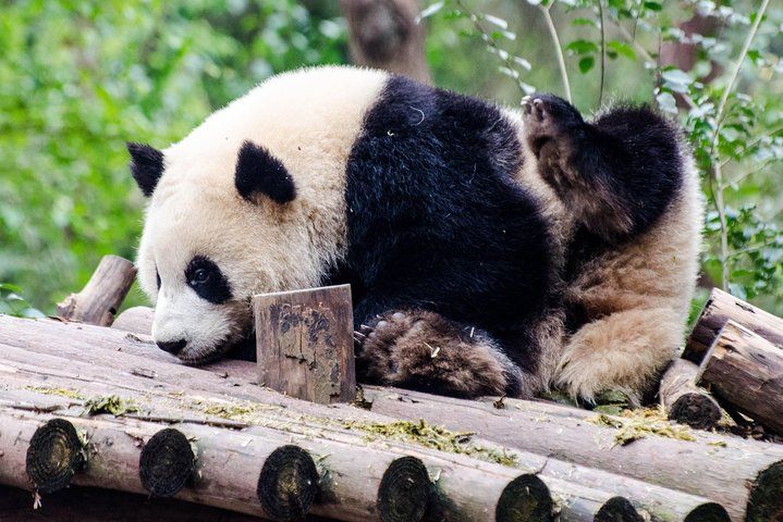Chengdu: Panda Base Leshan Buddha Tour(or Half Day Panda Base ) - Photo 1 of 21