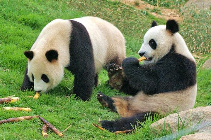 The Pandas are have their breakfast of bamboo