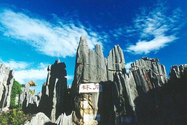Stone Forest