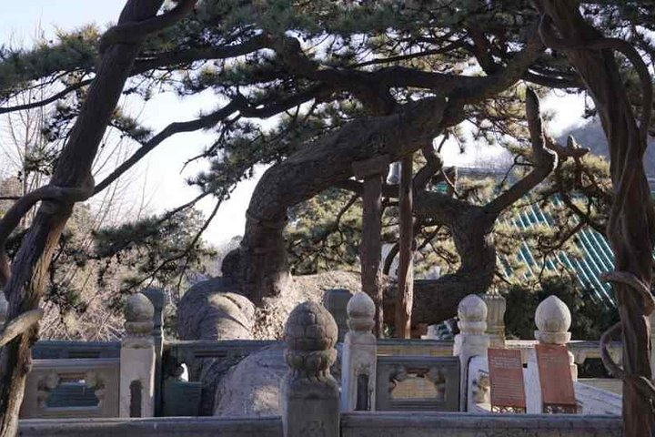 Pine tree in Jietai Temple