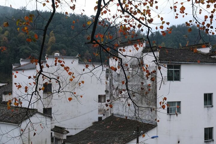 Private Day Tour to Wuyuan Huangling and Likeng villages from Tunxi in Huangshan - Photo 1 of 14