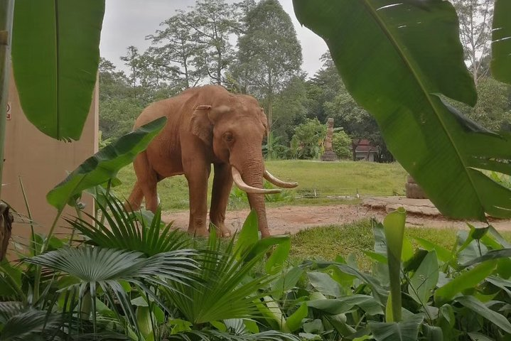 Private Family Day Tour in Guangzhou to Grandview Aquarium and Guangzhou Zoo - Photo 1 of 7