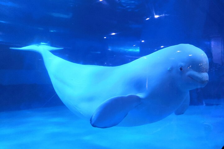 Private Family Tour to Aquarium and Rain Forest Zoo in Guangzhou - Photo 1 of 18